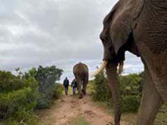 Addo Elephant Back Safaris