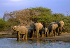 Addo River Safari & Addo National Elephant Park  