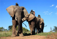 3 Day Zuurberg Addo, Elephant Back Safari UMZZ3A