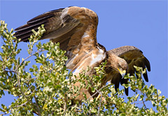 game lodge or safari