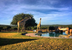 game lodge or safari