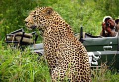 game lodge or safari