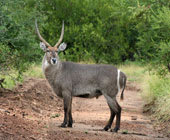 Waterberg Accommodation