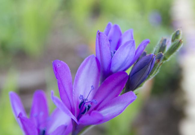 Babiana (Baboon flower)