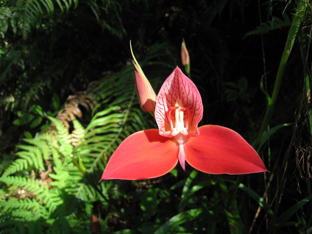 Disa uniflora Bergius