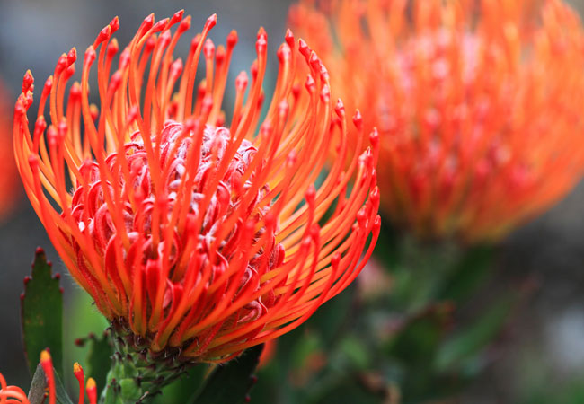 Leucospermum cordifolium