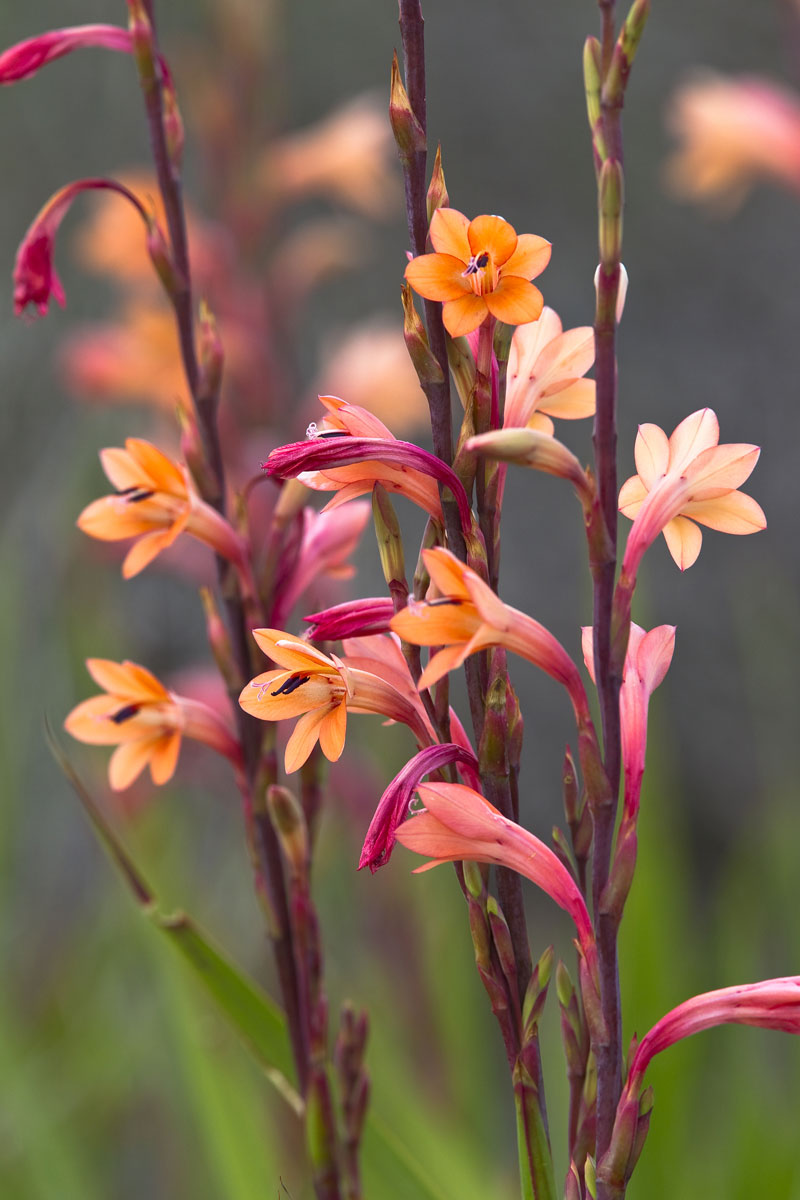 Watsonia