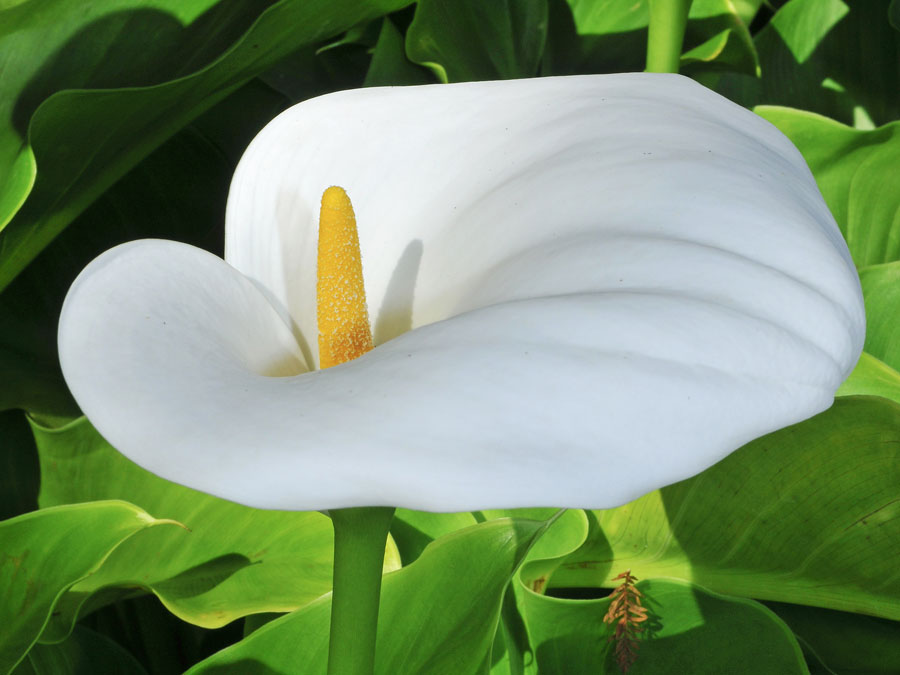 Zantedeschia aethiopica
