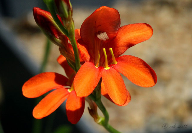 Photograph © Rob Scott