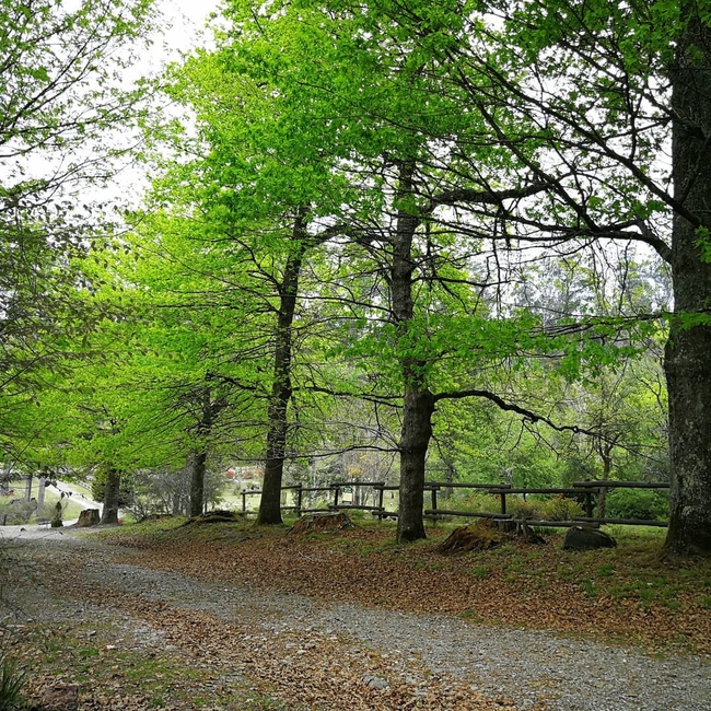 39 Steps Falls and Arboretum