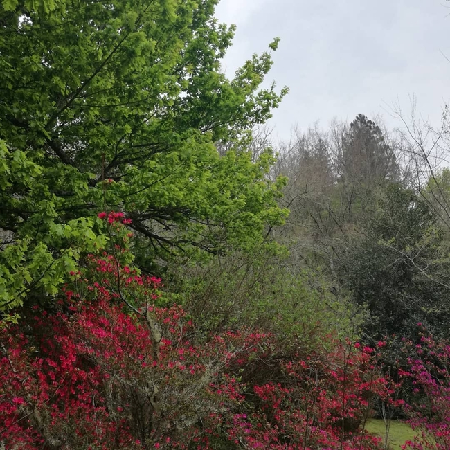 39 Steps Falls and Arboretum