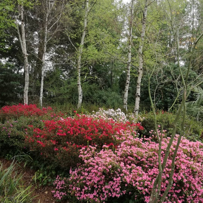 39 Steps Falls and Arboretum