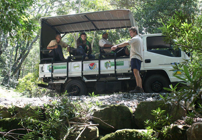 treetop canopy tours tsitsikamma