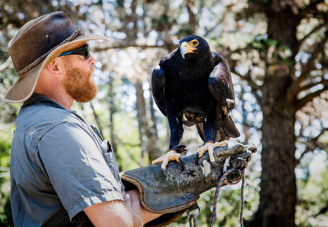 Photograph © Raptor Rescue Plett