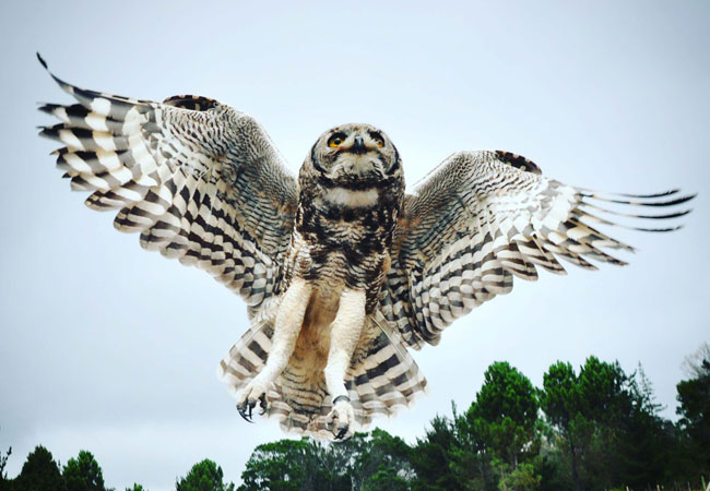 Photograph © Raptor Rescue Plett
