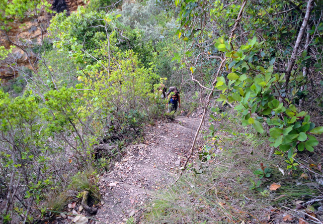 treetop canopy tours tsitsikamma