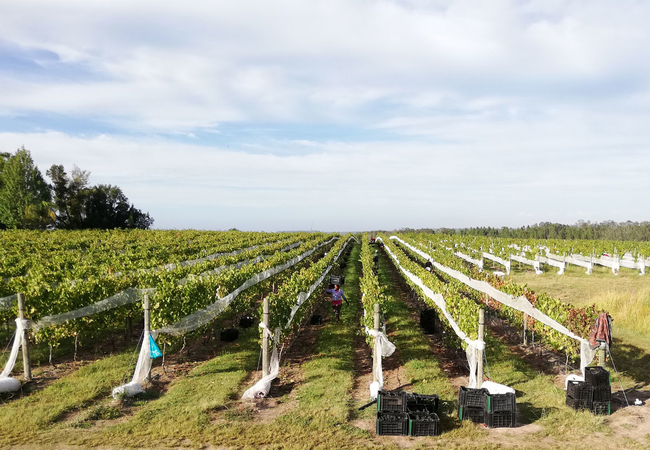 Kay and Monty Vineyards