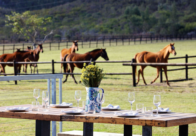 Kay and Monty Vineyards