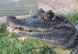 Visit Croc City Crocodile Farm