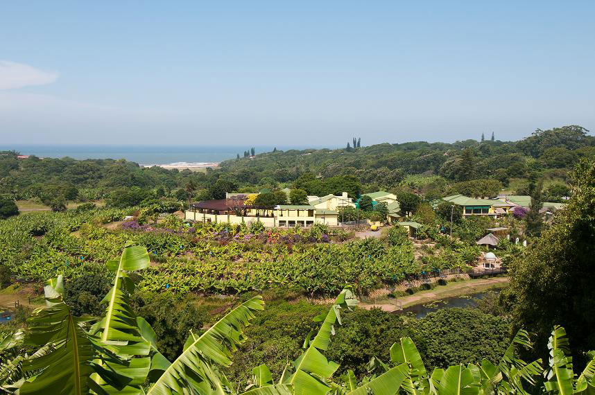 Mac Bananas Farm Stall