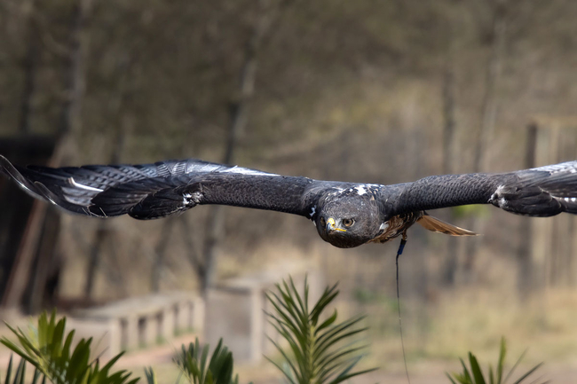 African Raptor Centre