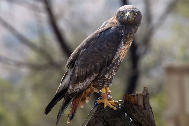 African Raptor Centre