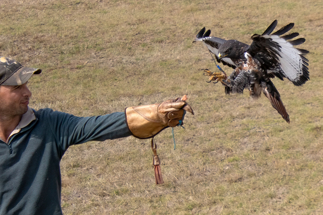 African Raptor Centre