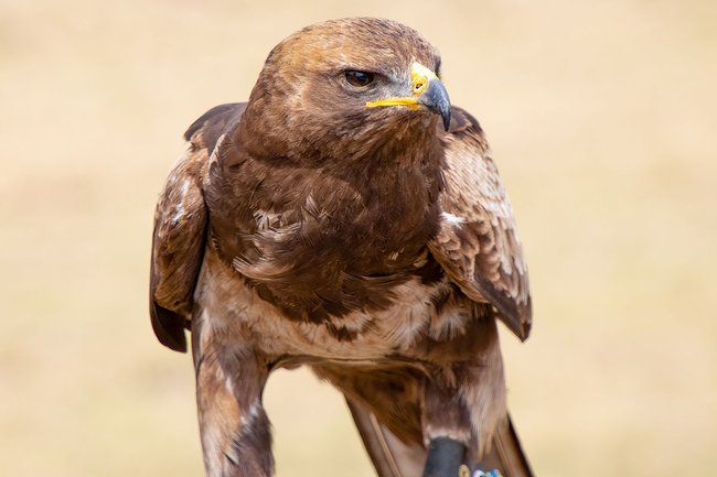 African Raptor Centre