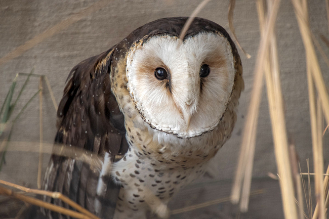 African Raptor Centre