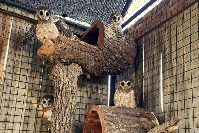 African Raptor Centre