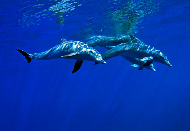 Photograph © Triton Dive Charters