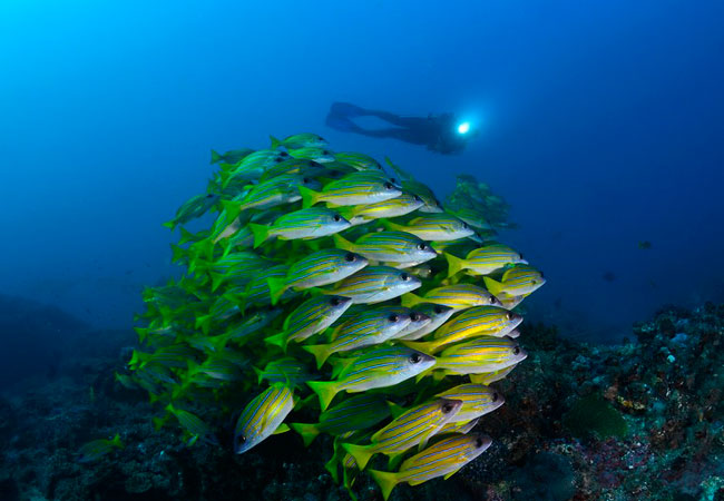 Photograph © Triton Dive Charters