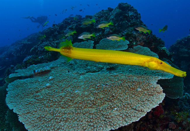 Photograph © Triton Dive Charters