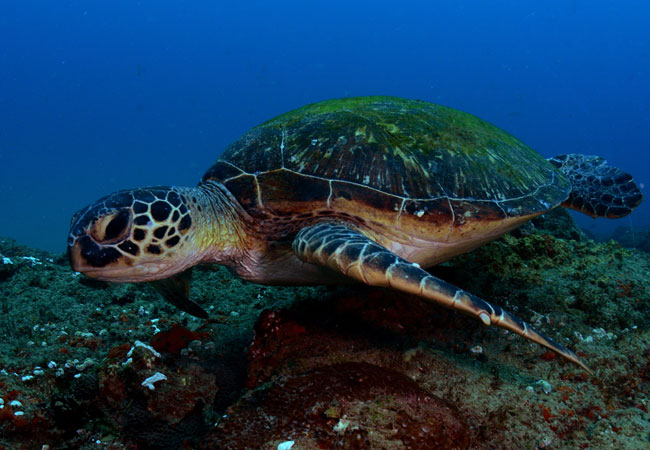 Photograph © Triton Dive Charters