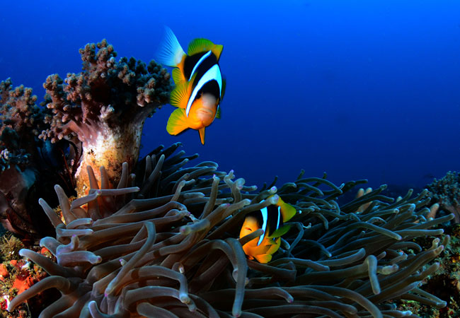 Photograph © Triton Dive Charters