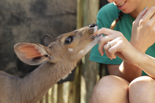 Daktari Wildlife Orphanage
