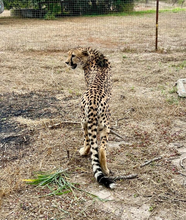 Daktari Wildlife Orphanage