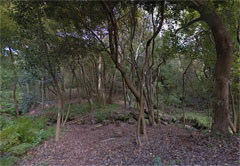 Constantia Forest