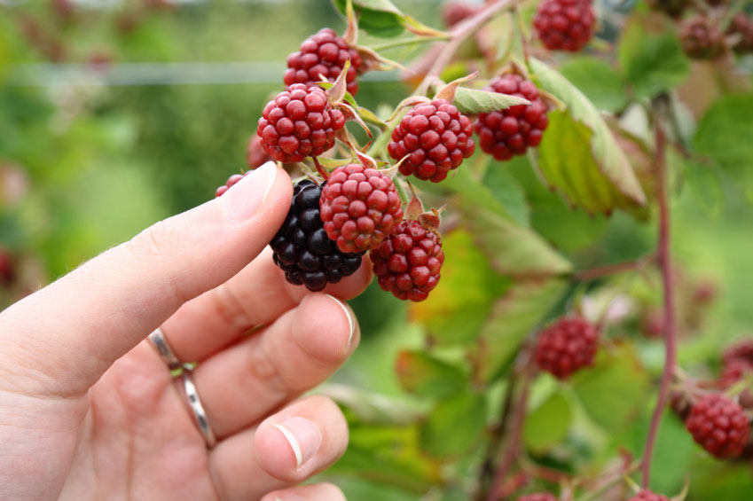 Berry Picking at The Berry Farm