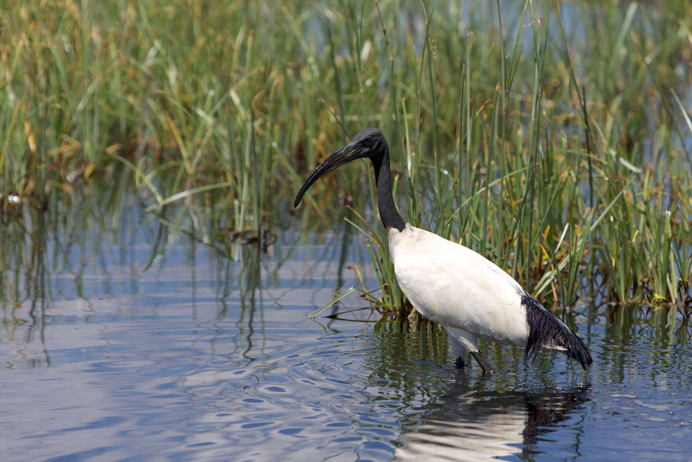 Edith Stephens Wetland Park