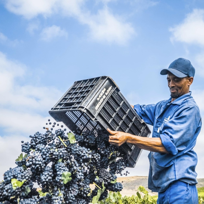 Groote Post Wine Tastings