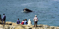 Private Hermanus Whale Route Tour by African Blue Tours