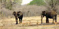 20 Day African Dream Tour by Umzantsi Afrika Tours