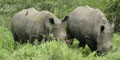 2 Day Aquila Safari by African Blue Tours