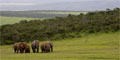 6 Day Garden Route and Addo Adventure (CT - CT) by African Blue Tours