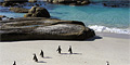 Private Cape Peninsula Tour by African Blue Tours