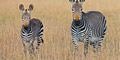 5-Day Garden Route + Private Game Reserve (Private by Southern African Tours