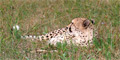 Cape Winelands & Cheetah Outreach (Private) by Southern African Tours