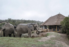 Barefoot Addo Elephant Lodge
