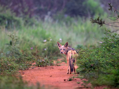 AfriCamps Dinokeng